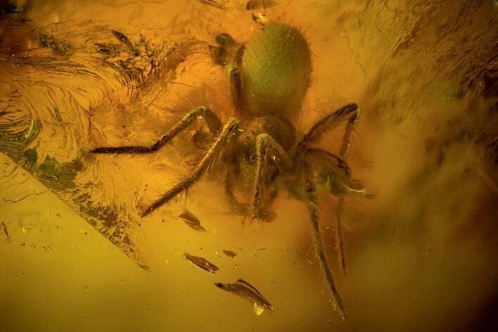 Detailed Fossil Spider (Aranea) In Baltic Amber #90769